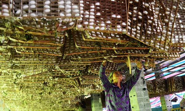 6��9�գ��ڹ����޳��ػ�Ⱥ��Ⱥ��ũ��רҵ�����磬ũ���������ϼ롣