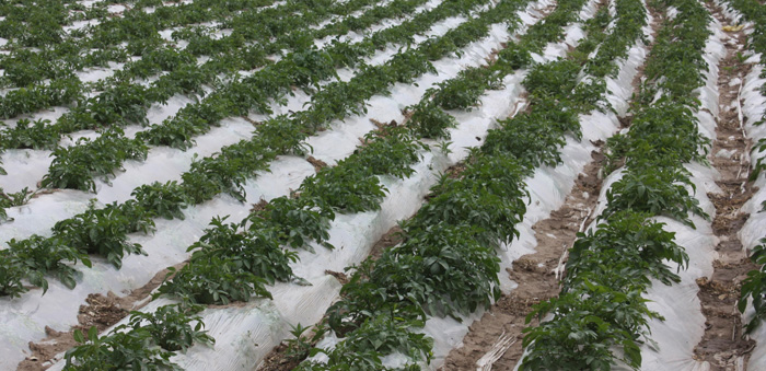 青海化隆全膜马铃薯示范田长势喜人