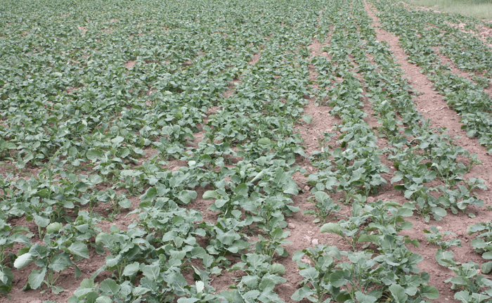 青海化隆县油菜高产创建项目田长势良好