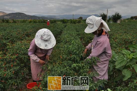 ����ʯ�����������������𱬡�������ũ����