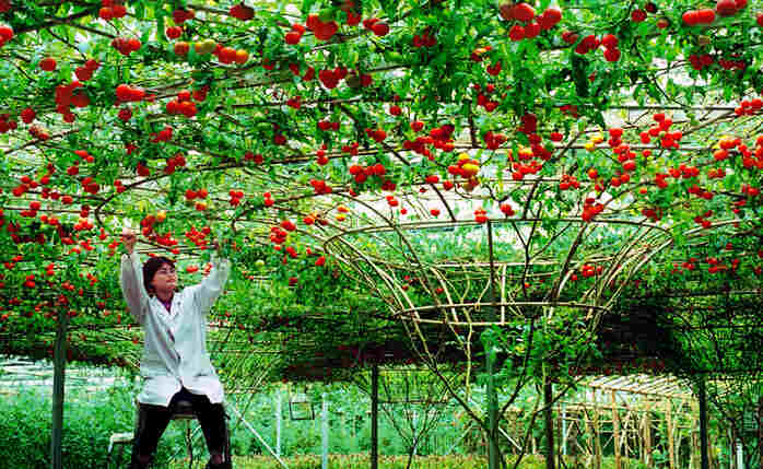 ������+��ɽ���ٹ⣺�߲˵ġ�����ģʽ��