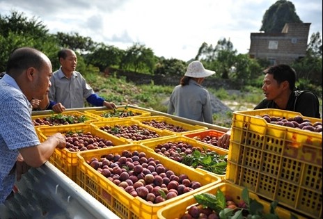 广西田阳山区三华李上市 果贩闻讯赶来抢鲜