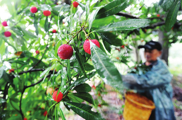 江苏苏州东山杨梅大量上市