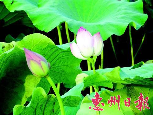 �㶫�����в��޺�����ؿ�̫�պɻ�