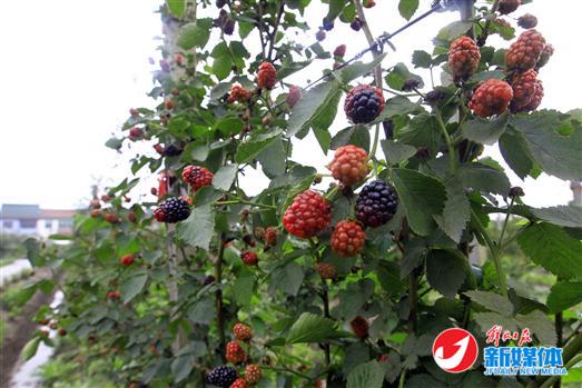 ڽɽֲͤ԰ڣ10ݮʼˡ