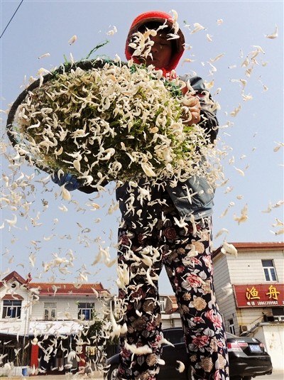 江苏连云港虾皮丰收