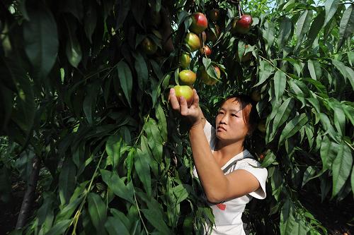 ɽ򰲴һũڲժң619㣩