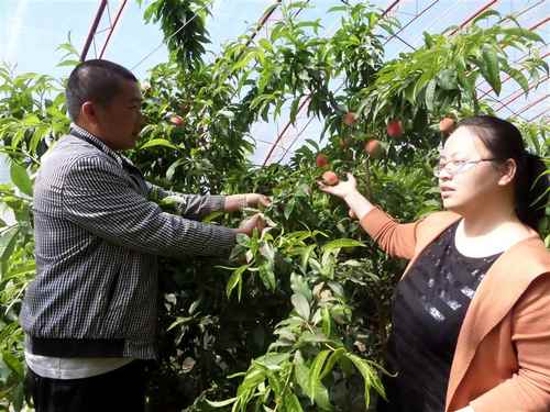 ���ɹ�����������ȫ����á������ơ������ִ�ũ��ҵ��չ