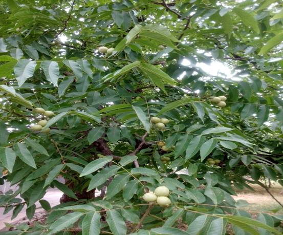 �������︴��ϵͳ�Ų�������ع����壬��ֹ2013�꣬ȫ�ݺ�����ֲ���1015��Ķ���ҹ����423.2��Ķ���ܲ���20.7���