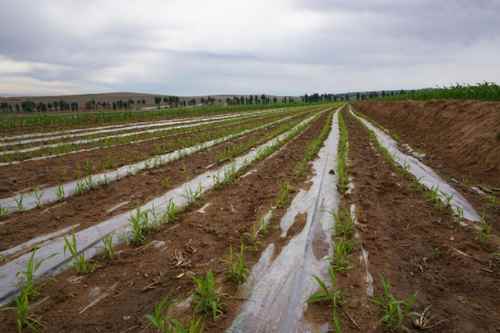 ���ɹų���У�Ԫ��ɽ����ˮ��ȼ����ƶ�������ֲ�������