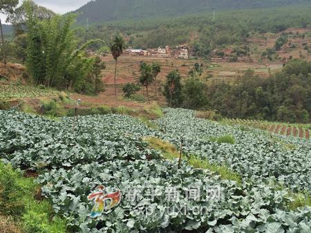 ƽطչЧˮũҵ ԭɫ߲˲ҵ