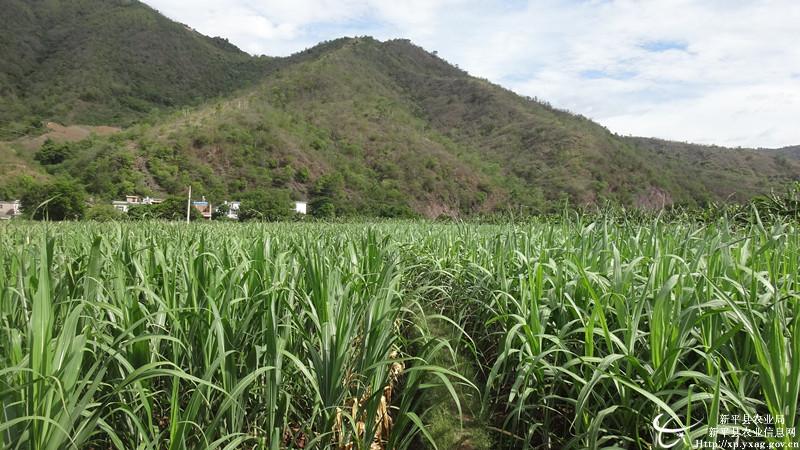 ������ƽ��Įɳ���ǿָ��ˮ��������������