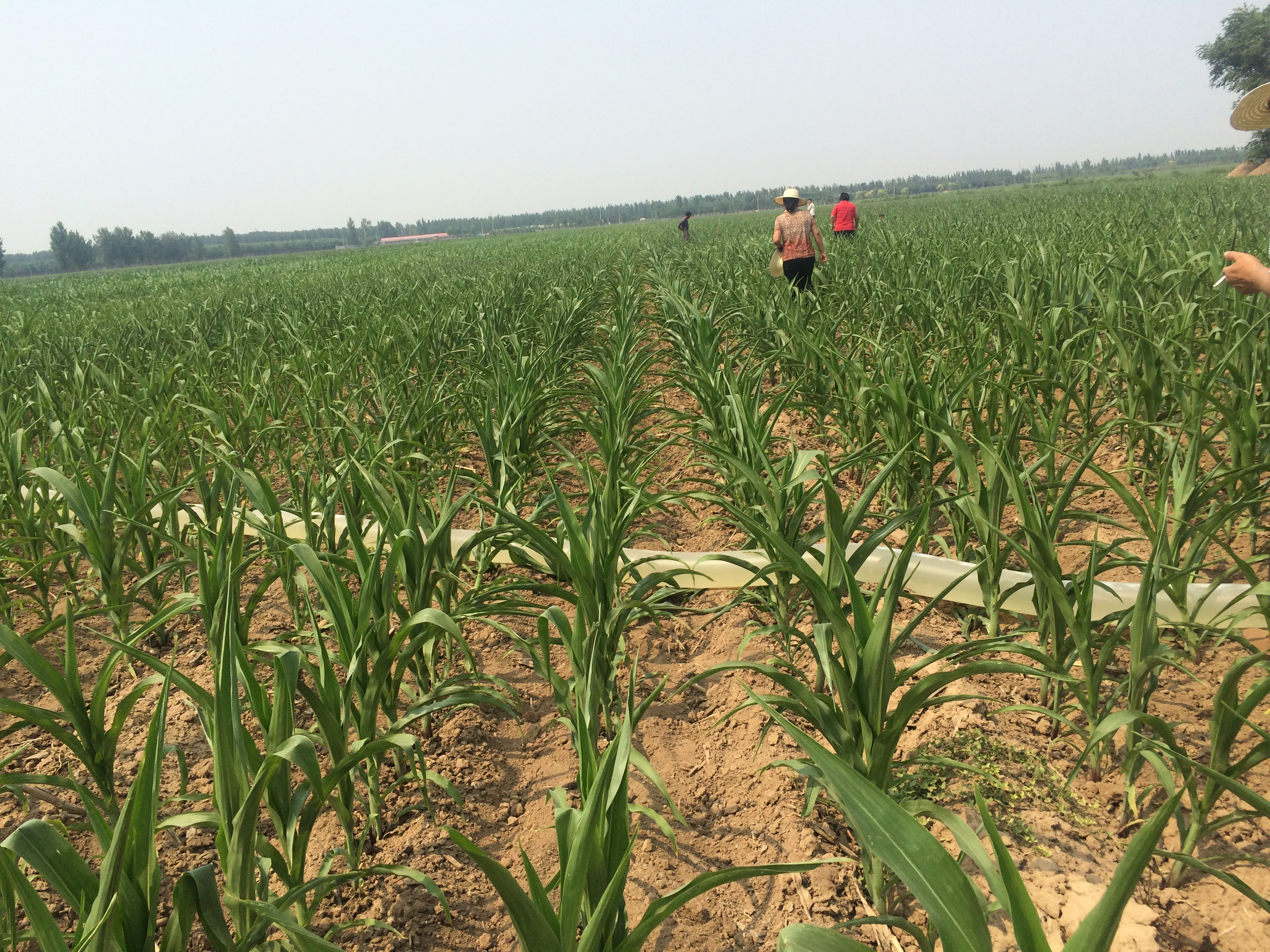 򾲺ֲҵչ֯רҵԱ鿴ȫش