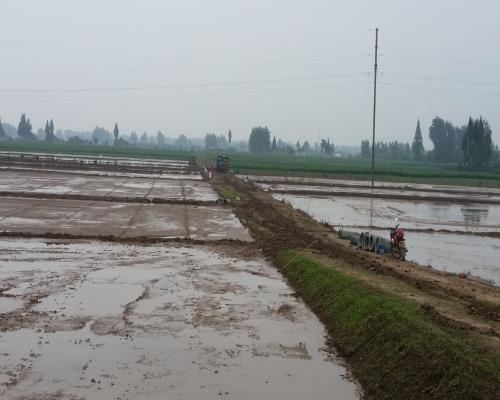 北洲子镇奇志水稻专业合作社筹资棉田改水田