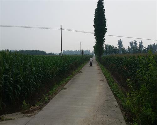 河坝镇河万村燎原合作社集中连片1800亩种植玉米