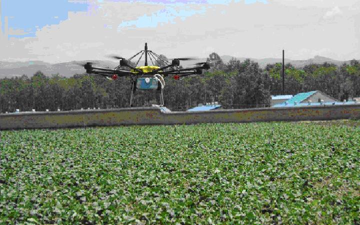 青海:植保无人机亮相大通油菜示范基地