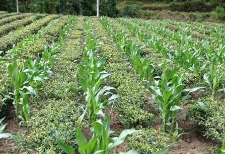 云南龙陵镇安镇大力推广茶园间套种