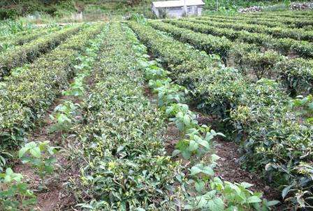 云南龙陵镇安镇大力推广茶园间套种2