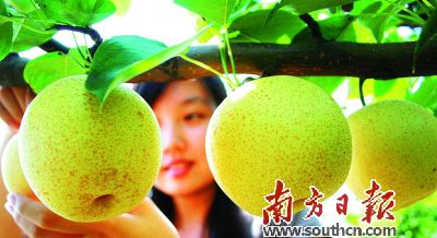 广东连州水晶梨:梨中白富美 走俏省港澳