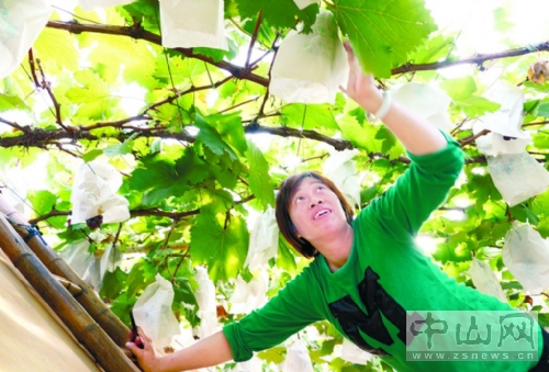 广东中山市板芙休闲农业蓄势产业化