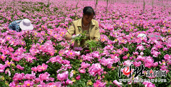 �е���ҩ���˹���������Ӻӱ�ʡ��λ