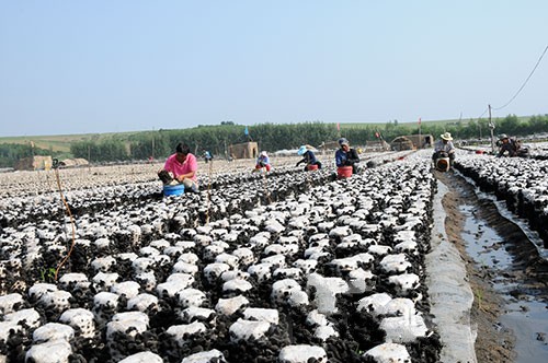 黑龙江林口县黑木耳实现大丰收