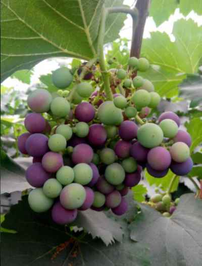 ���ɹŰ�ͷ�й������������ѳ���ϲ��