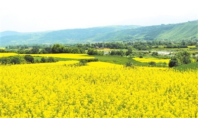 ���������س�������˫���Ͳ��ƹ���ֲ���