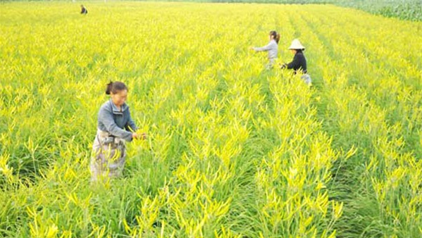 �ƻ��˽���ʢ���������������ũ��ϲ����գ�