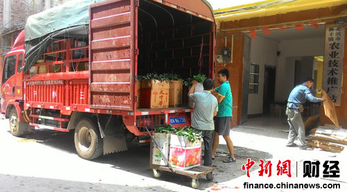 ������Ҷ��֦���� ũҵ���̻��ٳ��ֳ�����ʮ��Ԫ2