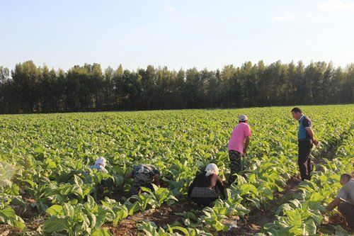 ɹųУľͷӪ1000Ķ̳ϲ