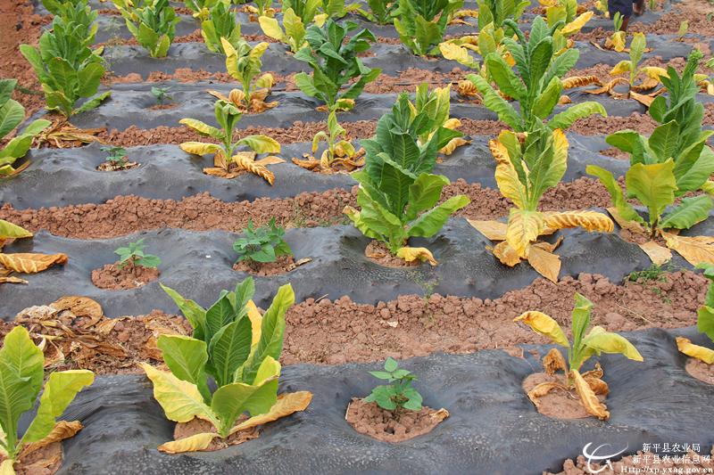 ������ƽ���»��������غ��� ��ǧ��Ķ���̾���