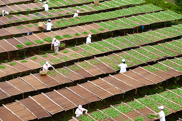 福建省福鼎市百位茶人晒万斤茶青