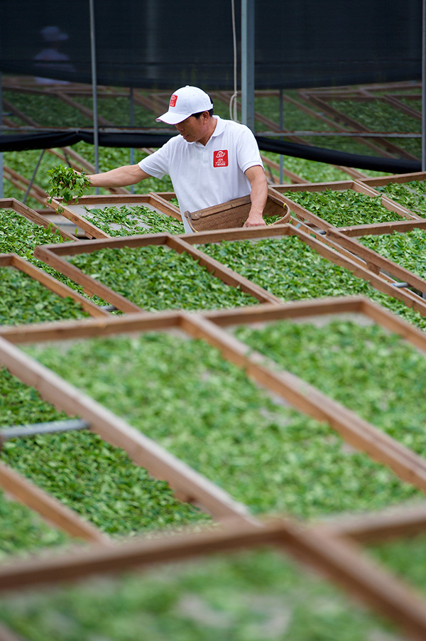 7月6日,福建省福鼎市店头镇大坪村六妙白茶庄园内的制茶人在翻晒茶青。