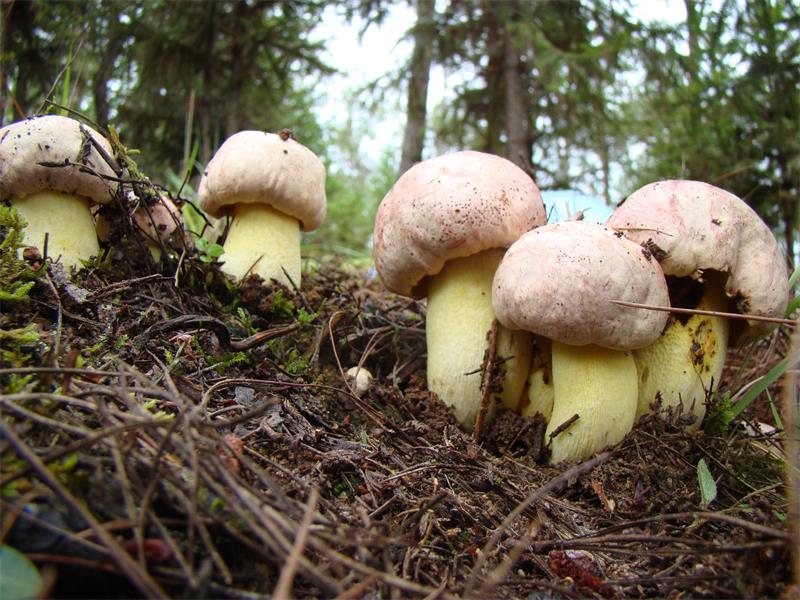 ���ϲ�������ɽ����ũ��Ц ��԰�Ծ�����ʱ