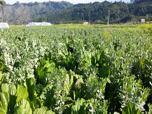 ����������С�߲ˡ� ���ҵ