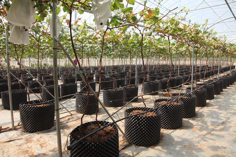 ���ϼӿ���������ƽ���ԭ��ɫ�ִ�ũҵ��չ�ֳ����ٿ�2