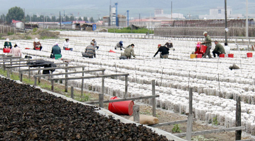 黑龙江东宁县:黑木耳喜获丰收