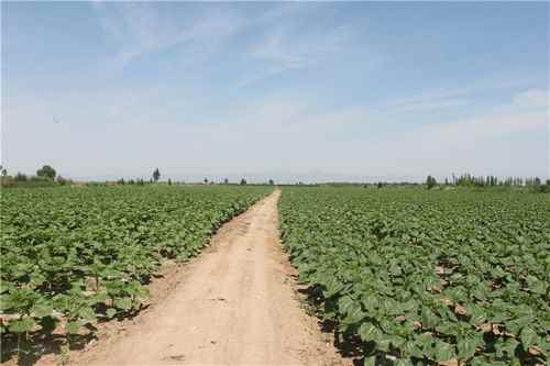 ���ɹ�����ظ߲��������տ���������