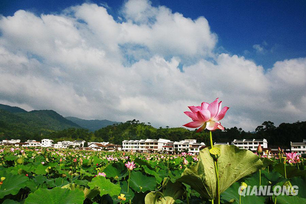 江西广昌姚西村:“中国莲花第一村”夏荷盛花迎客