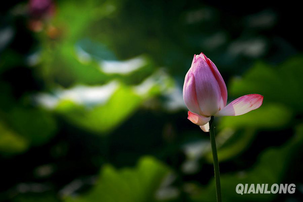 早已等不及开放的花骨朵伸出了一只小手(7月11日摄)。