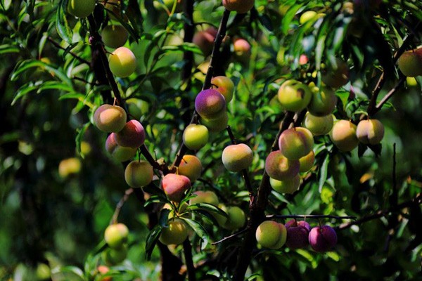 �����罭����ߺ족�������� ȫ��24Сʱ���׹���Ӧ��