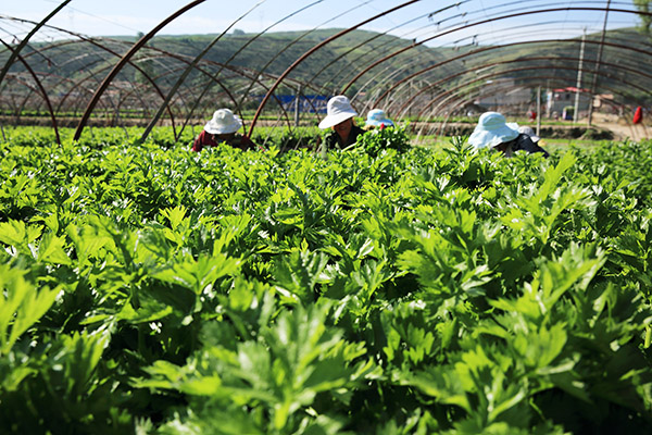 ���ඨ����ԭ�Ĳ˽����������