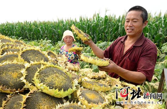 �ӱ�����ũ����ֲ�Ϳ�ϲ�����