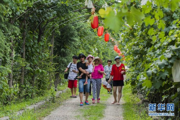 江苏连云港:观光农业引游人