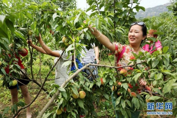 7月14日,游客在江苏连云港市宿城乡农业生态园内采摘桃子。