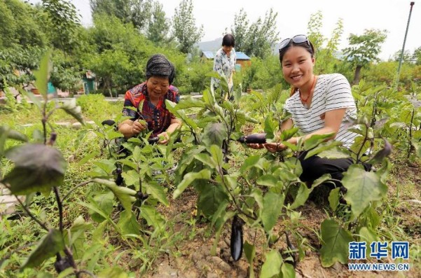 7月14日,游客在江苏连云港市宿城乡农业生态园采摘茄子。