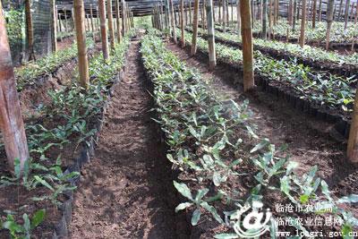 ���ϲ�Դ�ذ���������ƶ���ɫ������ľ��ҵ��չ