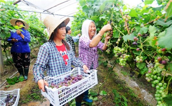 7��16�գ��ڰ���ʡ�����д����������ũҵʾ��԰�ڣ�ũ����������ժ�������ѡ�