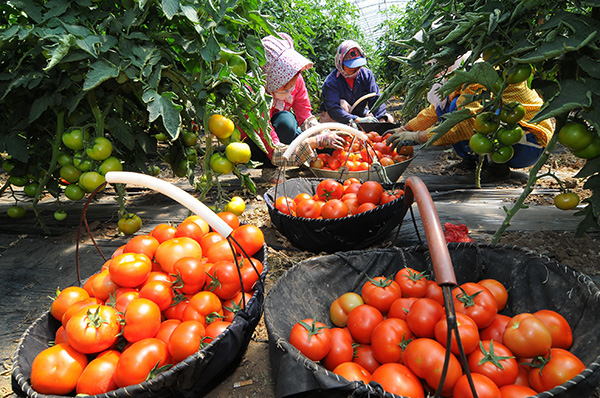 黑龙江牡丹江对俄蔬菜生产基地出口忙